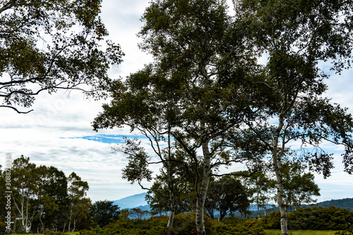 white birch