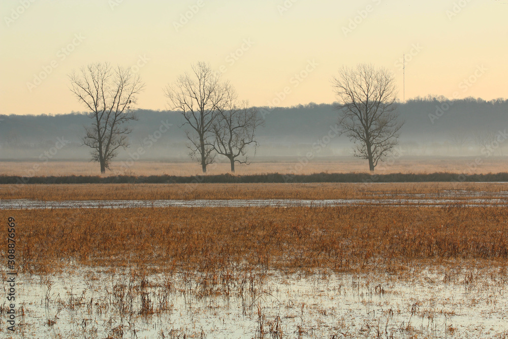 Bald Eagle in the distance looking for a early morning meal