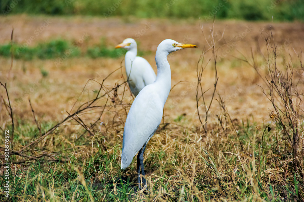 Obraz premium Flamingo birds standing in grass field 