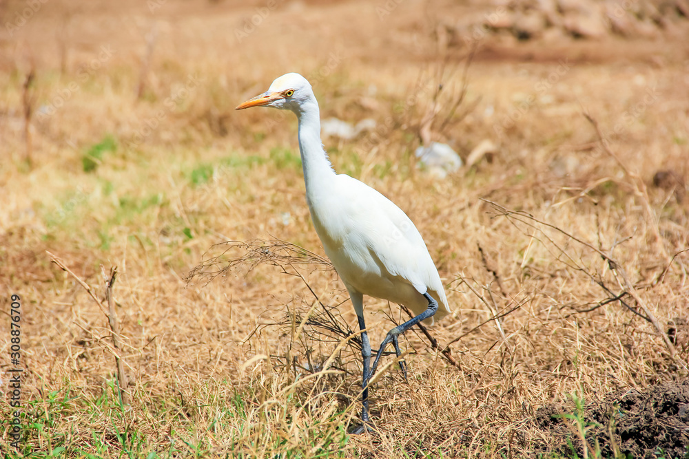 Fototapeta premium Flamingo birds standing in grass field 