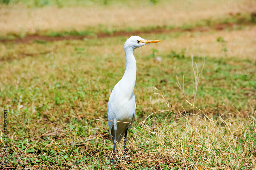 Obraz premium Flamingo birds standing in grass field 