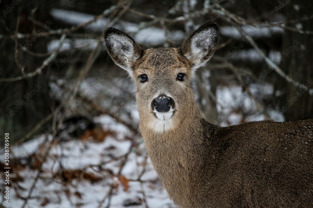 deer in winter deer in winter