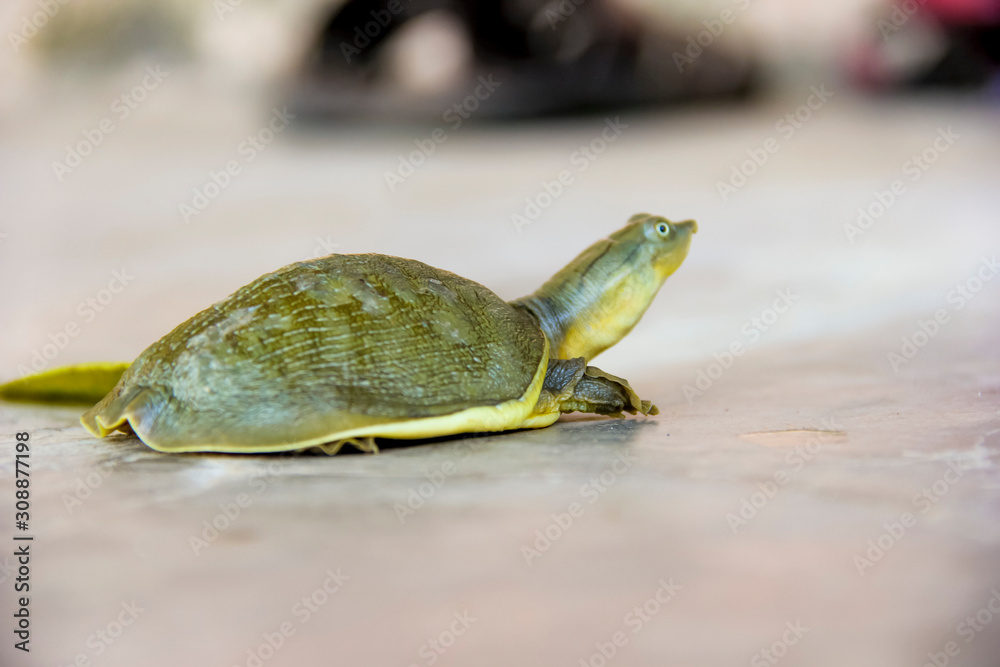Obraz premium turtle walking earth on lake side