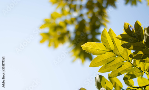 yellow flowers on a background