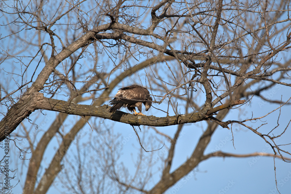 Immature Bald Eagle eating its catch of the day Immature Bald Eagle eating its catch of the day