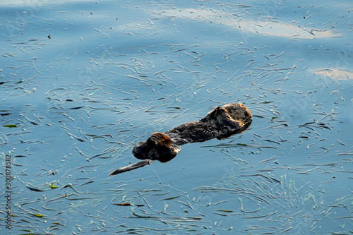 Southern Sea Otter floating on back holding hands