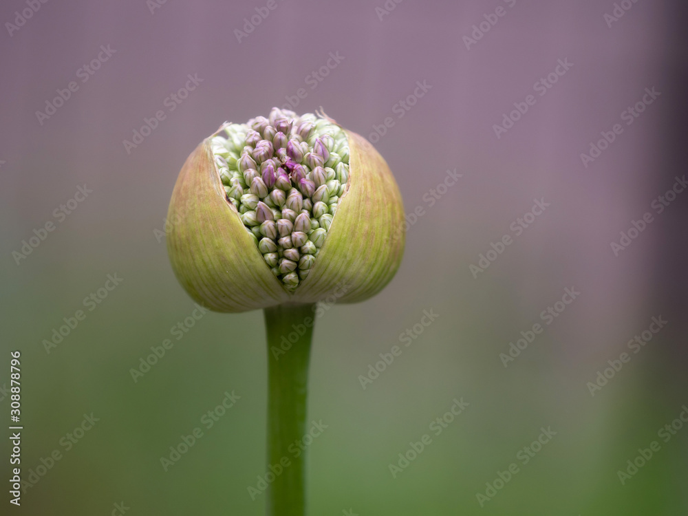 Trillium flower bud with purple background Trillium flower bud with purple background