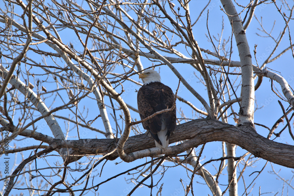 Close up of aMature Bald Eagle perched in a cottonewood tree Close up of aMature Bald Eagle perched in a cottonewood tree
