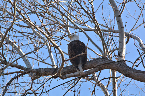 Close up of aMature Bald Eagle perched in a cottonewood tree