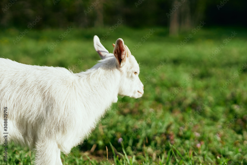 Obraz premium goat on a meadow