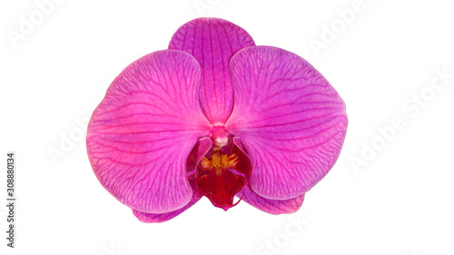 pink moth orchid phalaenopsis flower isolated on white background
