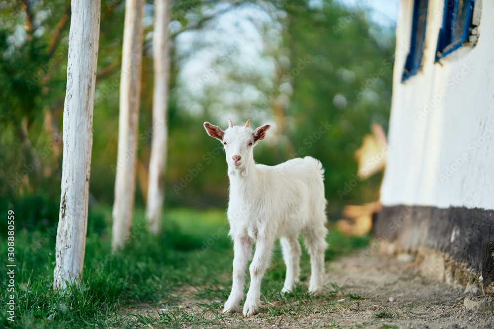 goat in farm