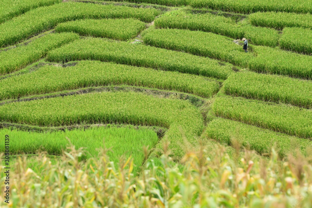 The beautiful landscape of rice fields in Thailand. The beautiful landscape of rice fields in Thailand.