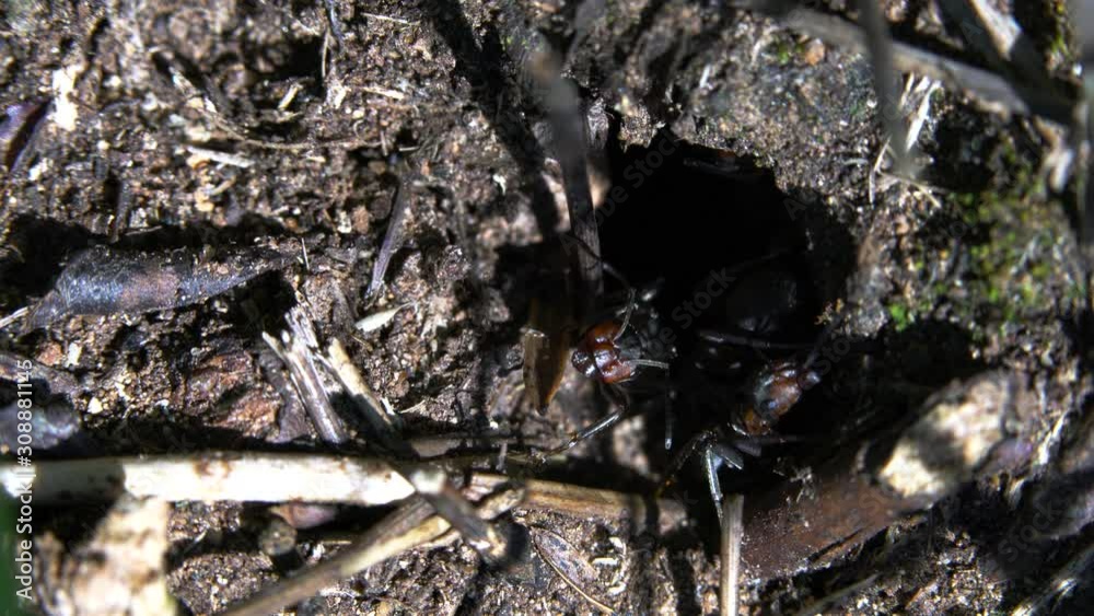 Ant controlling entrance in anthill - (4K) Ant controlling entrance in anthill - (4K)