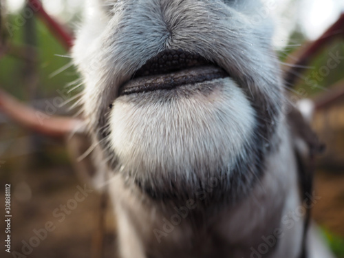 The reindeer of the season is shaking off the horn to create a new one.