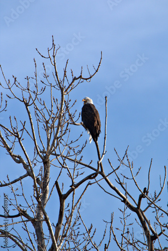 Mature Bald Eagle