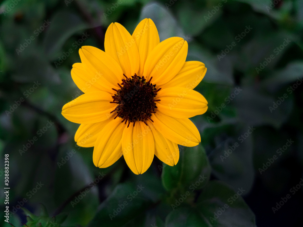Yellow 13 Pedal Flower with a Black Center and Green Leaf Background Yellow 13 Pedal Flower with a Black Center and Green Leaf Background
