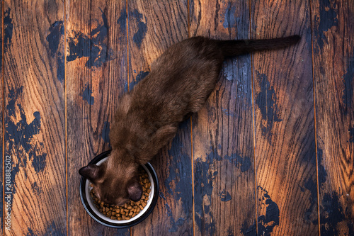 Cute kitten eating pet's granules photo