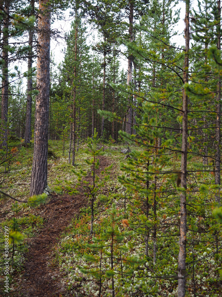 Fototapeta premium the beautiful pine in pine forest