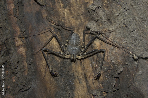 Tailless whip scorpions, Amblypygi sp, Phrynichidae, Neyyar wildlife sanctuary, Kerala, India photo