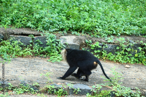 lion-tailed macaque walking.Portrait of lion tailed macaque, full body, close up