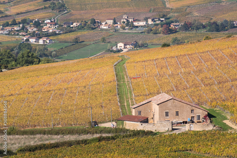 vignes en automne à Solutré dans le maconnais vignes en automne à Solutré dans le maconnais