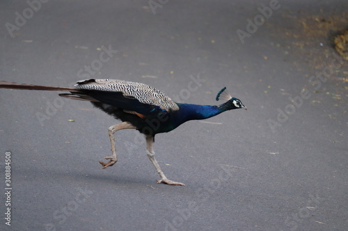 The royal beauty of the jungle. Peacock bird. Peacock or male peafowl with extravagant plumage. Beautiful peacock with eyespotted tail feathers. Wild peacock walking on footpath. photo