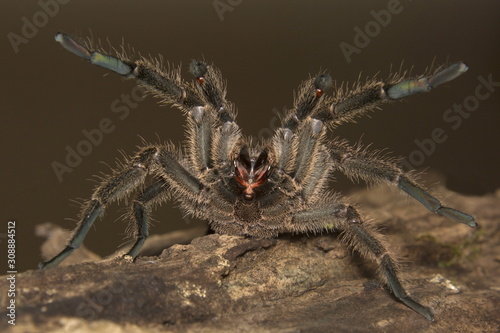 Tarantula, Haploclastus sp, Theraphosidae, Eravikulam National Park, Kerala, India