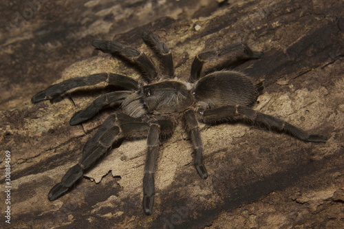 Tarantula, Haploclastus sp, Theraphosidae, Eravikulam National Park, Kerala, India