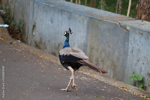 The royal beauty of the jungle. Peacock bird. Peacock or male peafowl with extravagant plumage. Beautiful peacock with eyespotted tail feathers. Wild peacock walking on footpath. photo