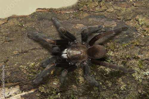 Parambikulam Large Burrowing Spider, Thrigmopoeus Kayi, Theraphosidae, Parambikulam tiger reserve, Kerala, India photo