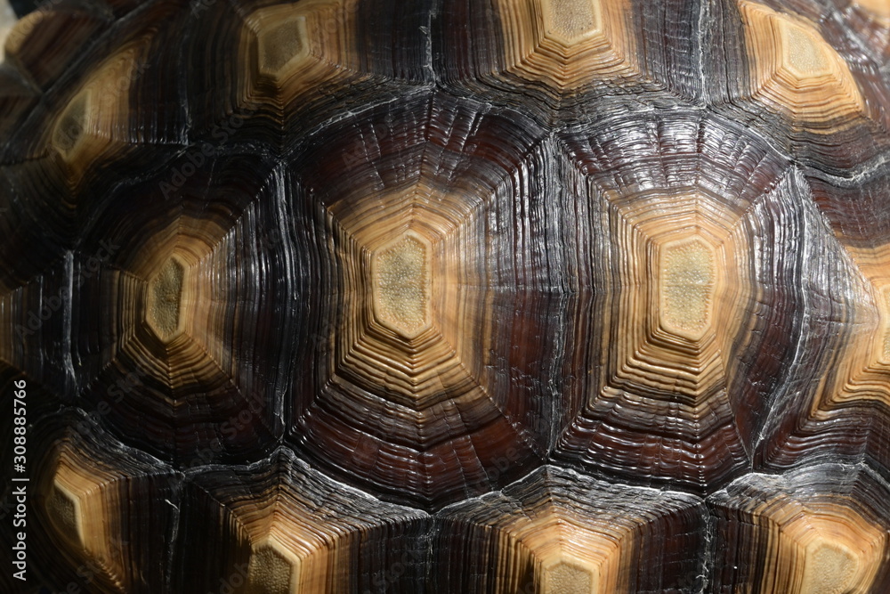 pattern of hard tortoiseshell, closeup image of turtle animal pattern of hard tortoiseshell, closeup image of turtle animal
