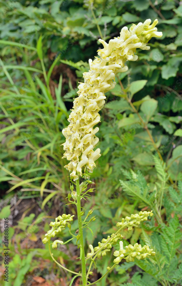 Fototapeta premium Flowers of aconite (Aconitum kirinense) 5