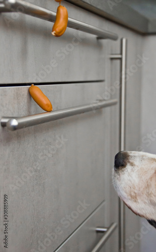 A naughty Beagle, a dog, steals sausages photo