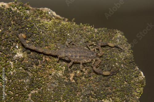 Bark Scorpion  Isometrus sp.  Buthidae  Thenmala  Kerala. India