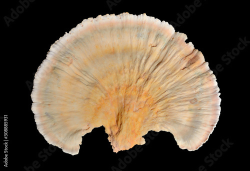 Edible mushroom (Laetiporus sulphureus) 7