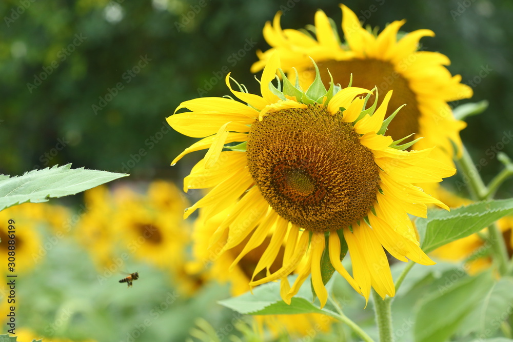 Naklejka premium beautiful morning in nature, sunflower blooming in garden