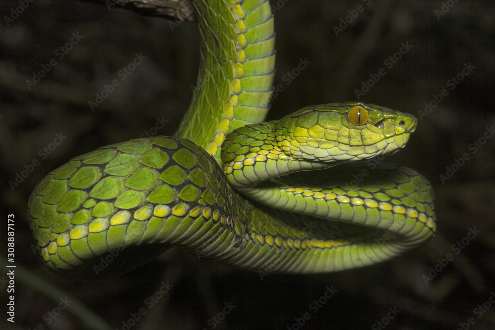 Large scaled pit viper, Trimeresurus macrolepis, Viperidae, Eravikulam National Park, Kerala, India Large scaled pit viper, Trimeresurus macrolepis, Viperidae, Eravikulam National Park, Kerala, India