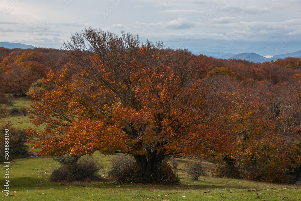 Autumn forest in the central italian apennines, Marche region