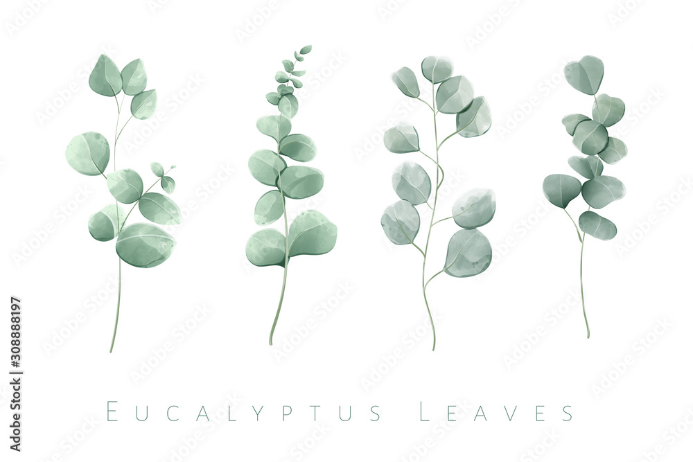Watercolor isolated eucalyptus leaves in set of 4 branches. - obrazy, fototapety, plakaty 