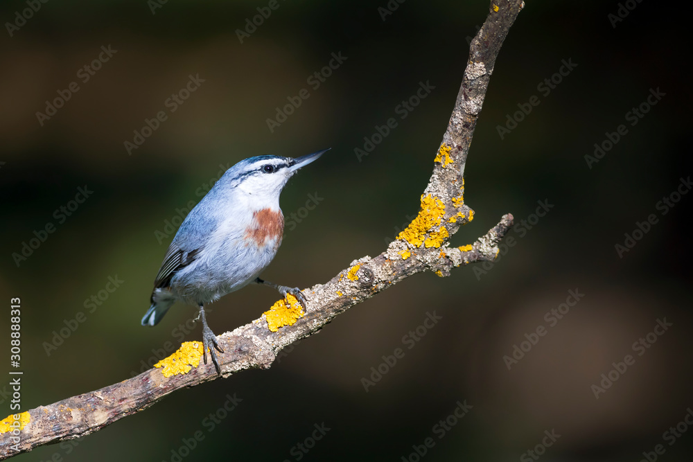 Cute little bird. Autumn nature background. Bird: Krupers Nuthatch. Sitta krueperi. Cute little bird. Autumn nature background. Bird: Krupers Nuthatch. Sitta krueperi.