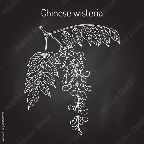 Chinese wisteria Wisteria sinensis , ornamental and medicinal plant