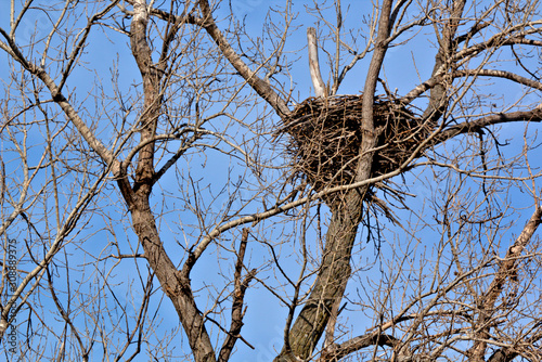 Bald Eagle nest high up in a cottonewood tree