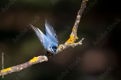 Cute little bird. Autumn nature background. Bird: Krupers Nuthatch. Sitta krueperi. photo