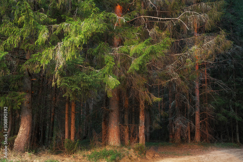 edge of a coniferous forest on a summer evening