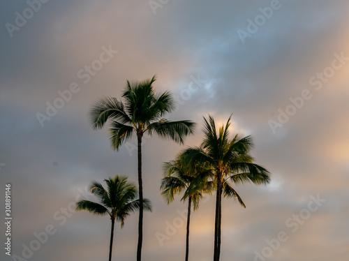 Morning light touches the sky and the tall coconut palm trees in this scene of sunrise on Kauai, Hawaii © Jennifer L Morrow