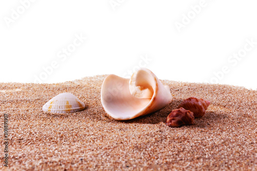 Different small sea shells on fine ocean sand. Isolated on white background. Sunset time.
