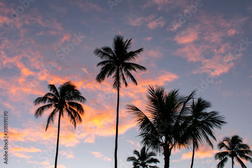A sunrise glows in the sky behind tall coconut palm trees on Kauai  Hawaii  a tropical background with room for text.