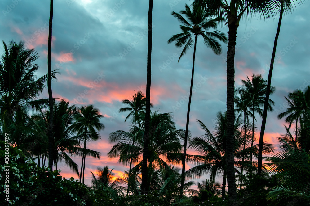A sunrise glows in the sky behind tall coconut palm trees on Kauai, Hawaii, a tropical background with room for text.