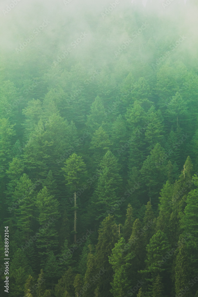 Mushkpuri Top, Nathiagali, Pakistan Mushkpuri Top, Nathiagali, Pakistan